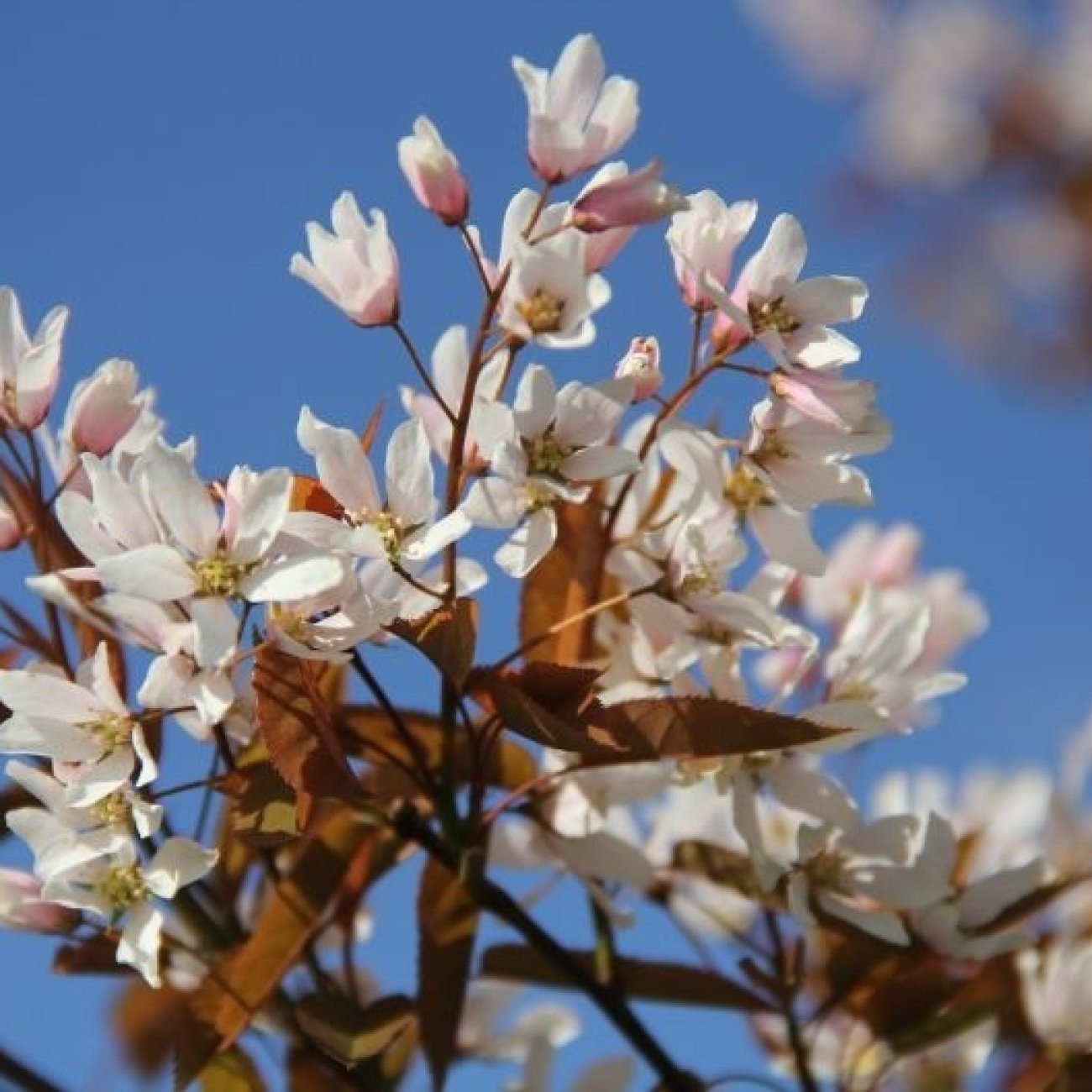 Obrázok Muchovník stromovitý (Amelanchier arborea) ´ROBIN HILL´ - výška 290-300 cm, obvod kmeňa 6/8 cm, kont. C15L - NA KMIENKU